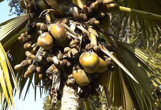 Loại hạt khổng lồ đắt đỏ bậc nhất thế giới, mỗi hạt giá 71 triệu đồng- Ảnh 1. Loại hạt khổng lồ đắt đỏ bậc nhất thế giới, mỗi hạt giá 71 triệu đồng- Ảnh 1.