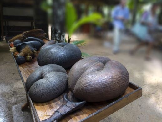 Loại hạt khổng lồ đắt đỏ bậc nhất thế giới, mỗi hạt giá 71 triệu đồng- Ảnh 4. Loại hạt khổng lồ đắt đỏ bậc nhất thế giới, mỗi hạt giá 71 triệu đồng- Ảnh 4.