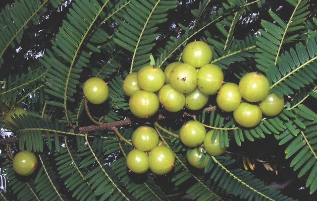 Loại quả dại xưa rụng đầy gốc, nhặt về chế biến kiểu này "hái ra tiền" nửa triệu/kg- Ảnh 1. Loại quả dại xưa rụng đầy gốc, nhặt về chế biến kiểu này "hái ra tiền" nửa triệu/kg- Ảnh 1.