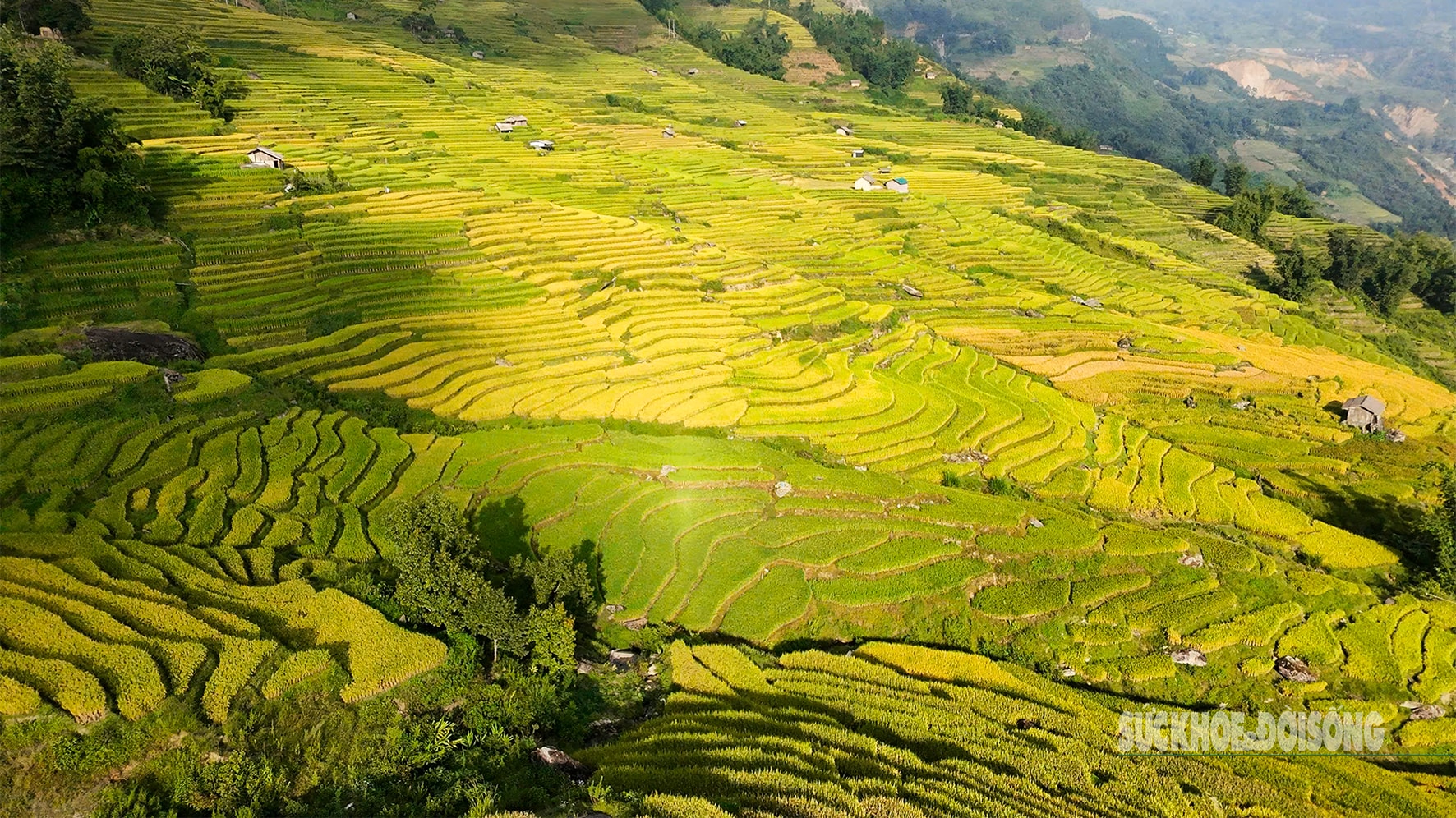 Mùa vàng Y Tý - Tuyệt tác thiên nhiên giữa đại ngàn Tây Bắc- Ảnh 7.