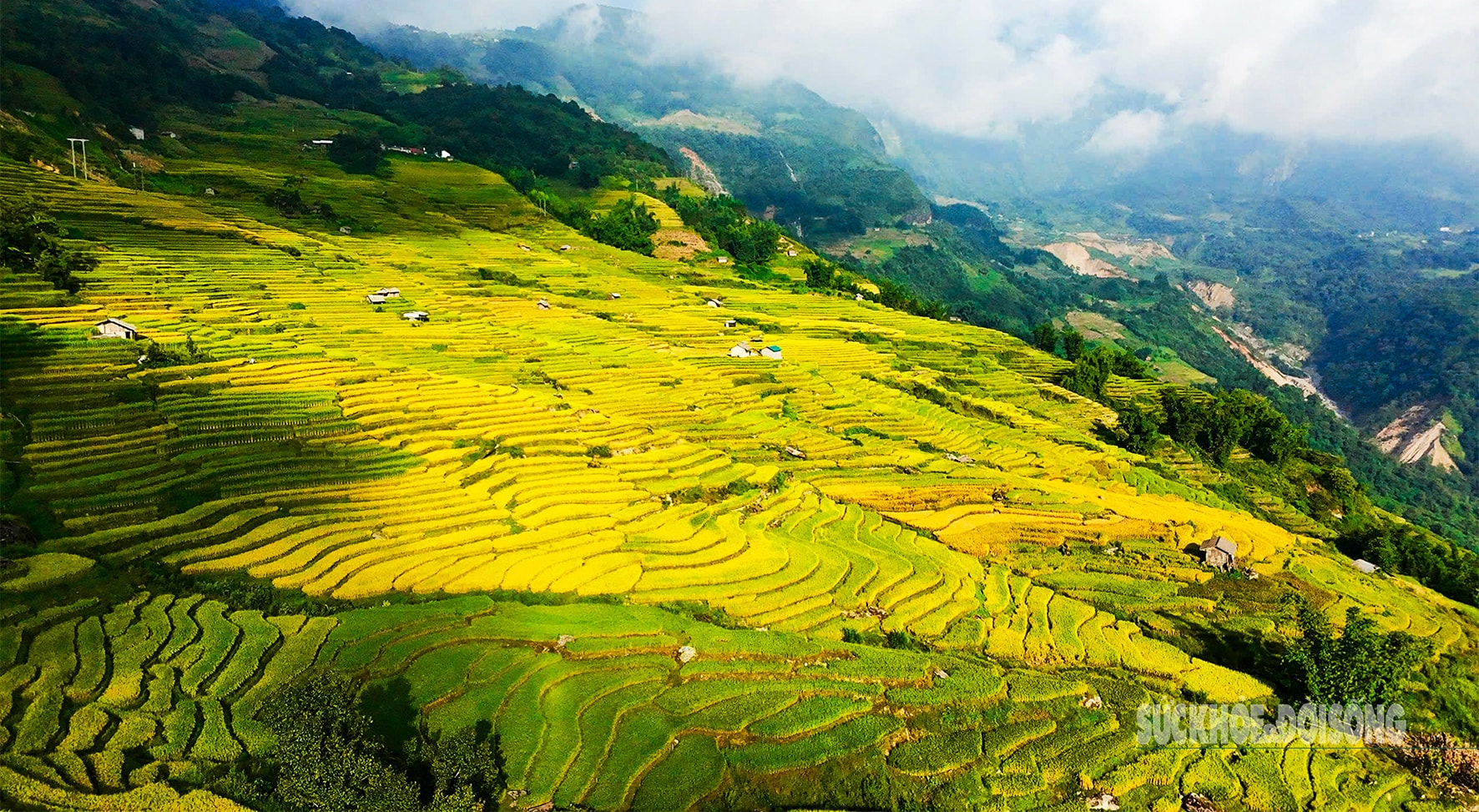 Mùa vàng Y Tý - Tuyệt tác thiên nhiên giữa đại ngàn Tây Bắc- Ảnh 1.
