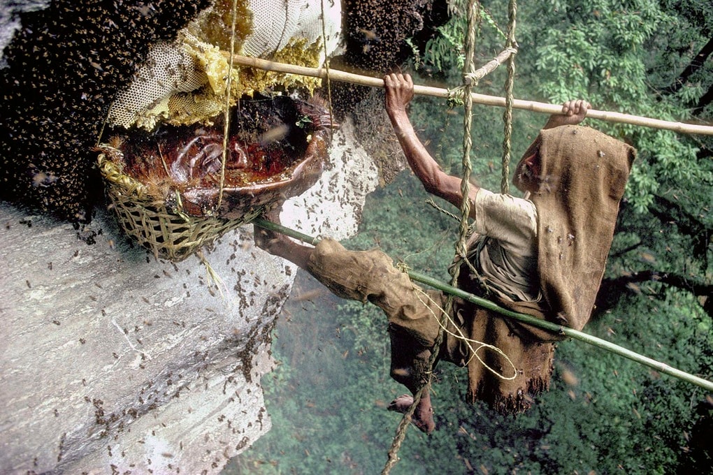 Những người liều mình trên vách đá hàng trăm mét săn mật ong điên - 1
