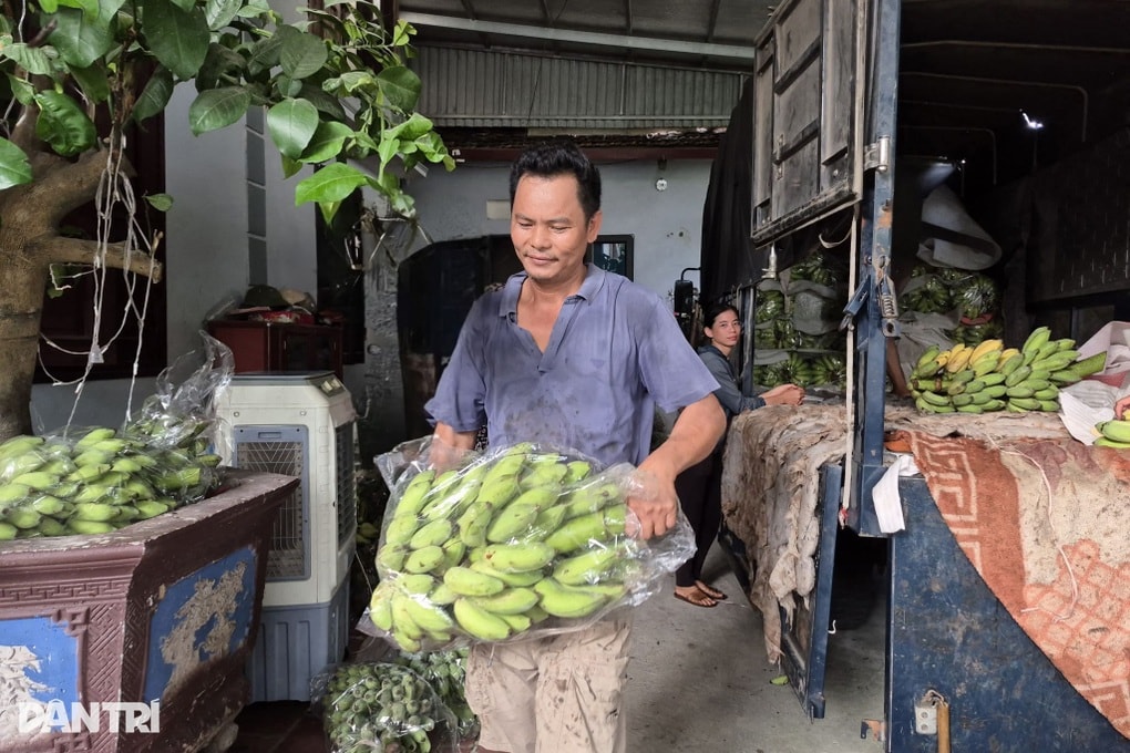 Cả làng sống khỏe với nghề buôn chuối, người dân rủng rỉnh tiền - 1 Cả làng sống khỏe với nghề buôn chuối, người dân rủng rỉnh tiền - 1