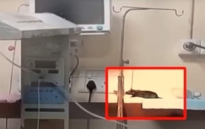 Vào rừng hái nấm, người phụ nữ hét lớn khi bị thứ đáng sợ tấn công - Ảnh 3.