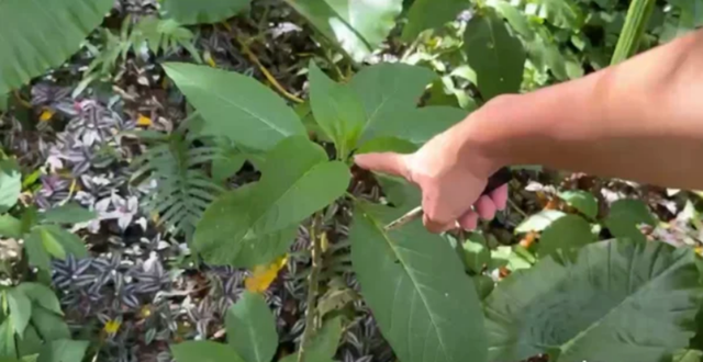 Đi đường tiện tay lá ăn, 3 chị em hoa mắt chóng mặt nhập viện gấp - Ảnh 1.