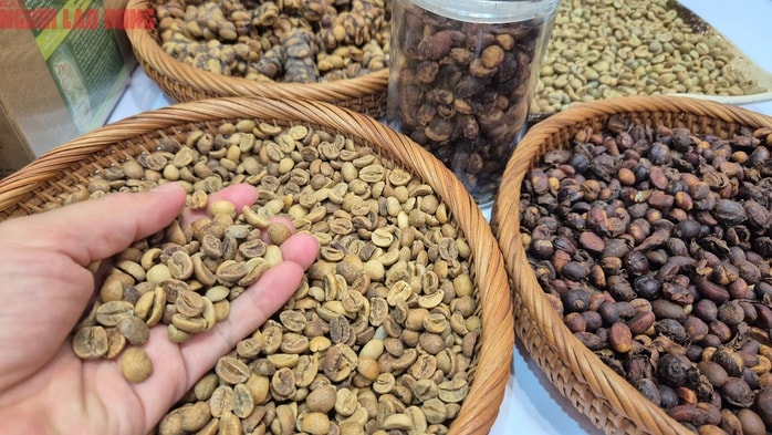 Giá cà phê hôm nay 9-9: Quay đầu tăng 3 con số - Ảnh 1.