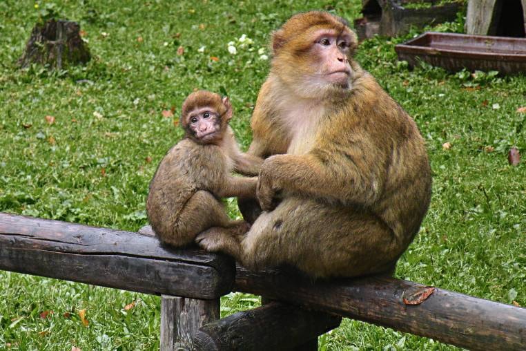 barbary-macaque.jpg