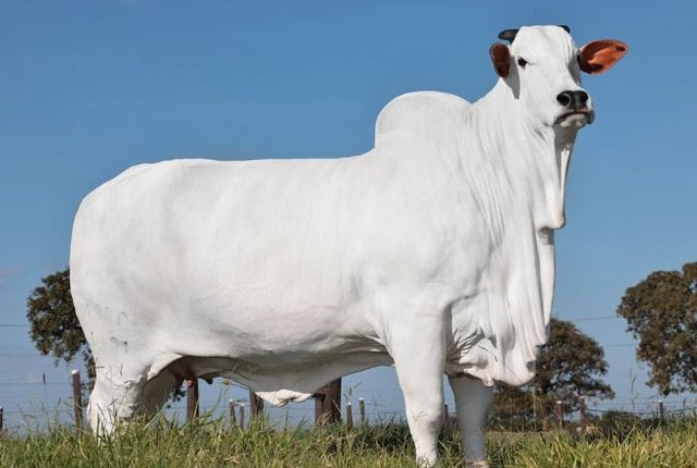 Con bò đắt nhất thế giới giá 105 tỷ đồng có gì đặc biệt? - Ảnh 1.