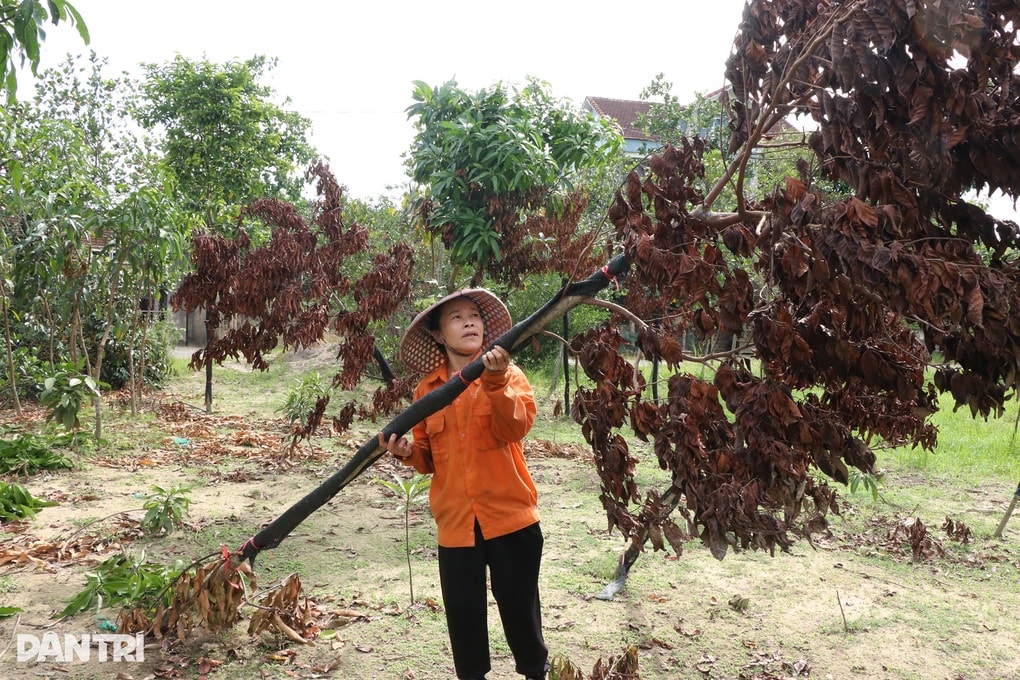 Cây đổ, chết khô sau bão, người trồng cây cảnh lo mất Tết - 1