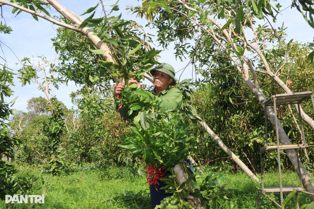 Cây đổ, chết khô sau bão, người trồng cây cảnh lo mất Tết - 3