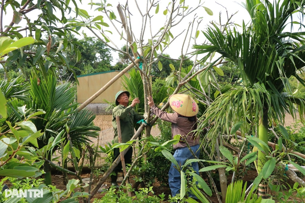 Cây đổ, chết khô sau bão, người trồng cây cảnh lo mất Tết - 2