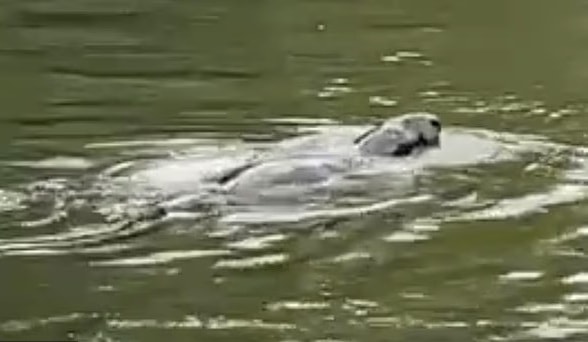 Sinh vật bí ẩn xuất hiện trên sông Thames gây liên tưởng đến quái vật hồ Loch Ness- Ảnh 1. Sinh vật bí ẩn xuất hiện trên sông Thames gây liên tưởng đến quái vật hồ Loch Ness- Ảnh 1.