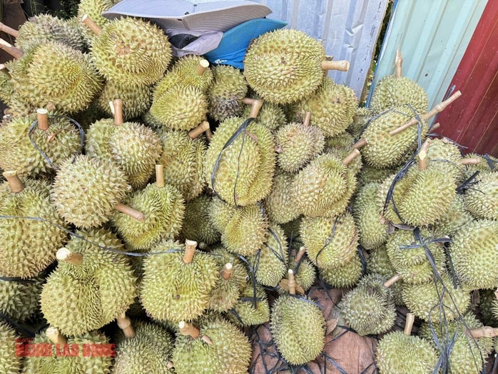 Sầu riêng rớt giá vì mưa gây sượng: Giải pháp khắc phục hiệu quả cho nông dân - Ảnh 1. Sầu riêng rớt giá vì mưa gây sượng: Giải pháp khắc phục hiệu quả cho nông dân - Ảnh 1.