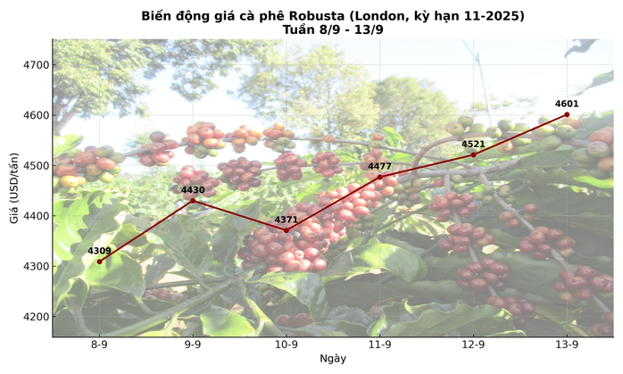 Giá cà phê hôm nay 14-9: Chốt tuần tăng, nhà vườn xả kho chuẩn bị vụ mới- Ảnh 3. Giá cà phê hôm nay 14-9: Chốt tuần tăng, nhà vườn xả kho chuẩn bị vụ mới- Ảnh 3.