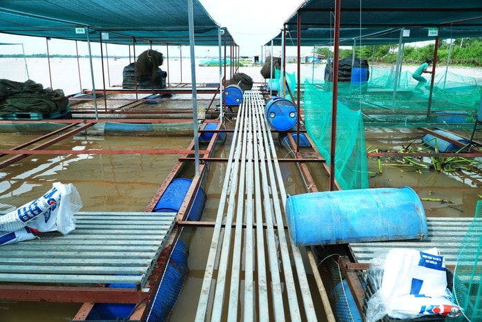 VIDEO: Ấn tượng 1.960 lồng bè nuôi cá sử dụng công nghệ AI ở Vĩnh Long - Ảnh 14.