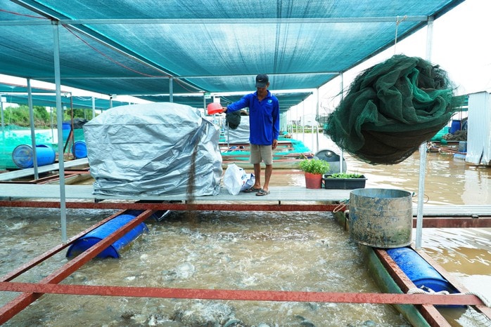 VIDEO: Ấn tượng 1.960 lồng bè nuôi cá sử dụng công nghệ AI ở Vĩnh Long - Ảnh 5.