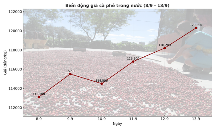 Giá cà phê hôm nay 14-9: Chốt tuần tăng, nhà vườn xả kho chuẩn bị vụ mới- Ảnh 2. Giá cà phê hôm nay 14-9: Chốt tuần tăng, nhà vườn xả kho chuẩn bị vụ mới- Ảnh 2.