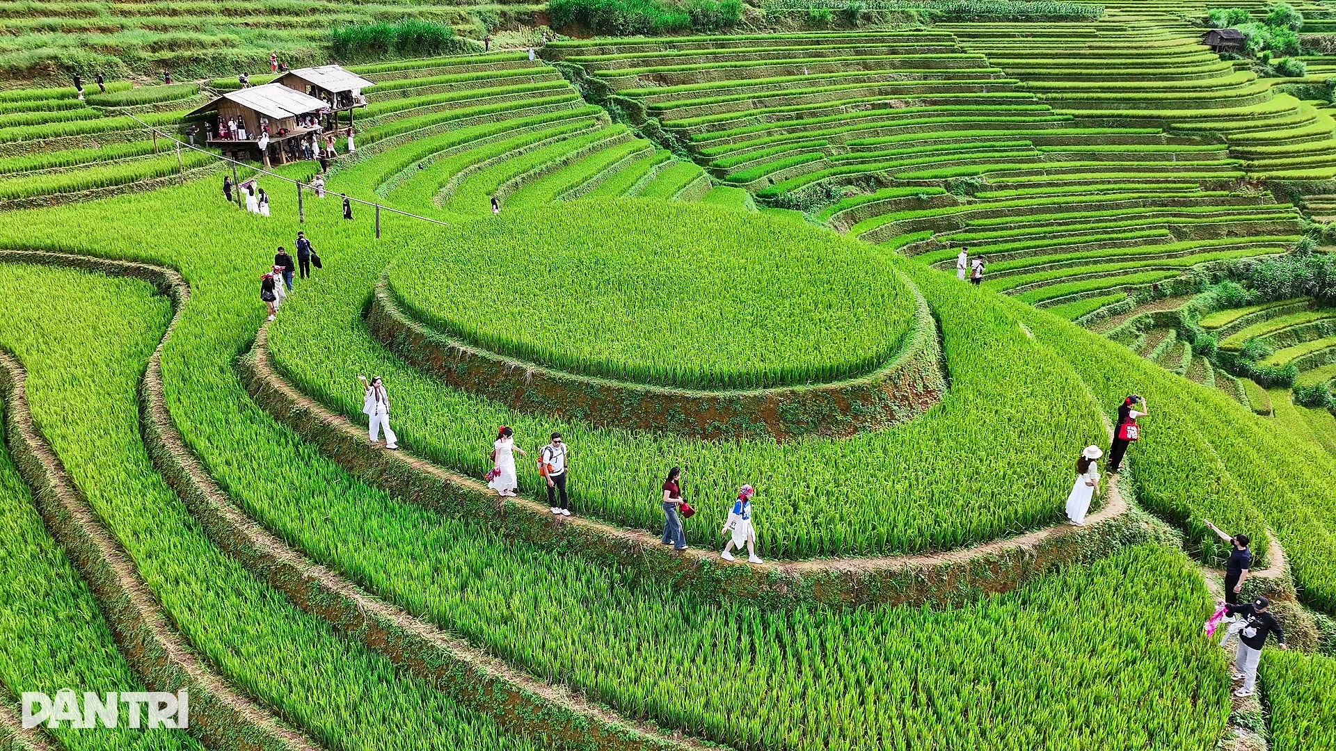 Sợ cảnh chen chúc check-in, khách tranh thủ lên Mù Cang Chải ngắm lúa sớm - 6