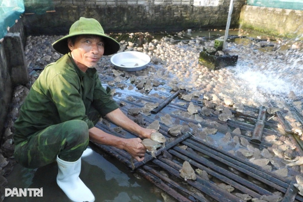 Lão nông thu nửa tỷ đồng mỗi năm từ nuôi ếch Thái - 2 Lão nông thu nửa tỷ đồng mỗi năm từ nuôi ếch Thái - 2