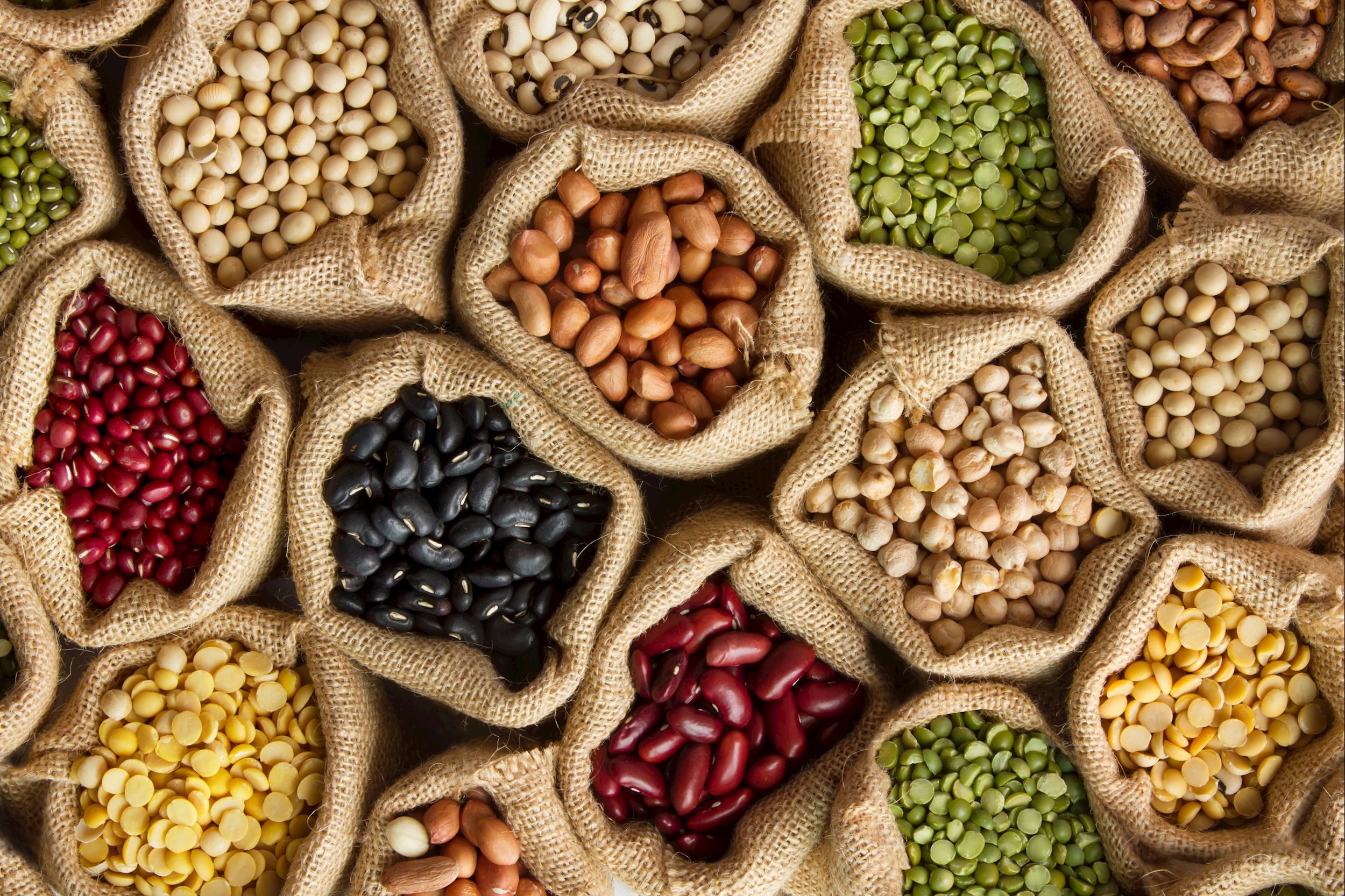 Protein thực vật