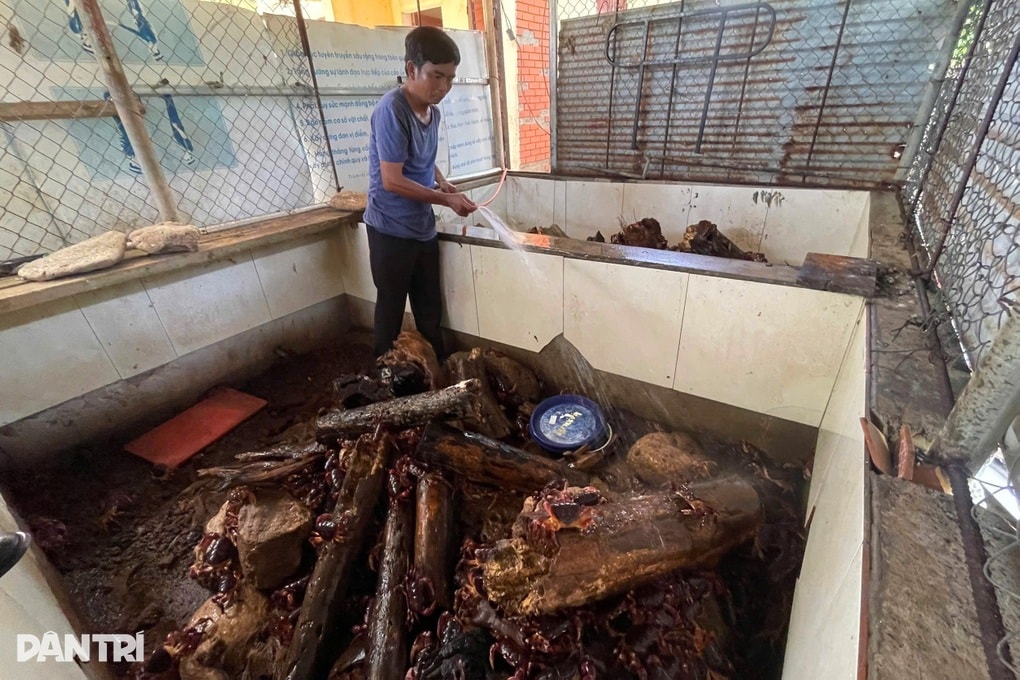 Đưa loài cấm đánh bắt vào bể nuôi, dân đảo thu trăm triệu đồng mỗi năm - 1