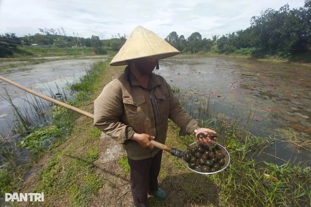 Nuôi ốc bươu giúp nông dân xứ Nghệ đổi đời, thu nhập tiền tỷ - 1