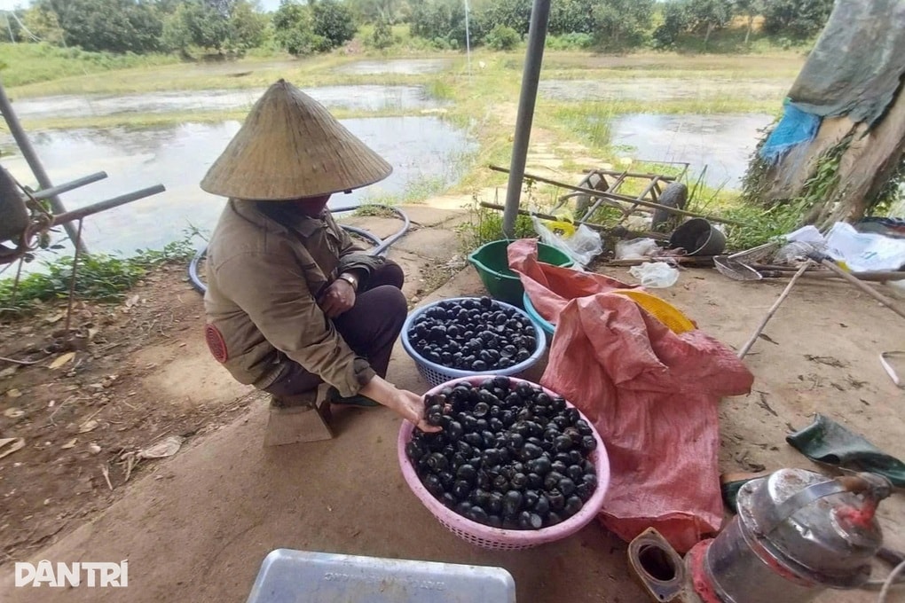 Nuôi ốc bươu giúp nông dân xứ Nghệ đổi đời, thu nhập tiền tỷ - 2
