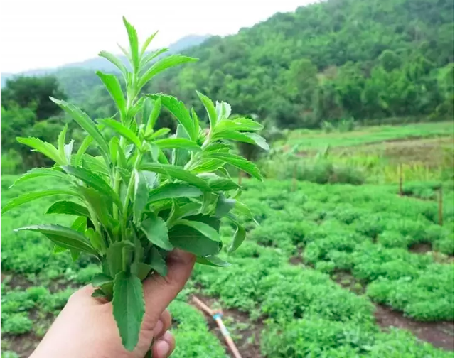 Loại thực vật ngọt hơn đường gấp 200 -300 lần nhưng lại rất tốt cho sức khỏe - Ảnh 1.