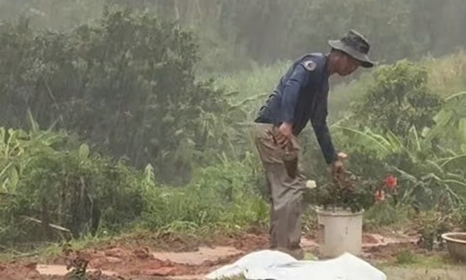 Anh Dũng tranh thủ trời mưa, mang những gốc hoa hồng ra trồng dọc con đường nơi vợ từng gặp nạn. Ảnh cắt từ video