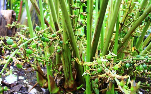 Loại quả đắt đỏ bậc nhất thế giới, 2 triệu đồng/kg, ở Việt Nam trồng bạt ngàn - Ảnh 5.