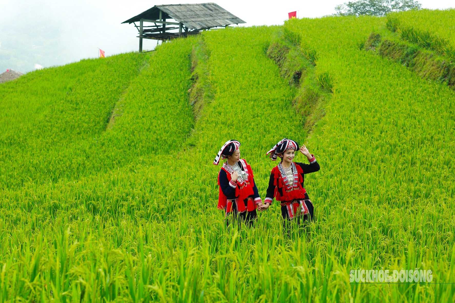Mùa vàng Hoàng Su Phì bình yên giữa non cao Tây Côn Lĩnh- Ảnh 4.
