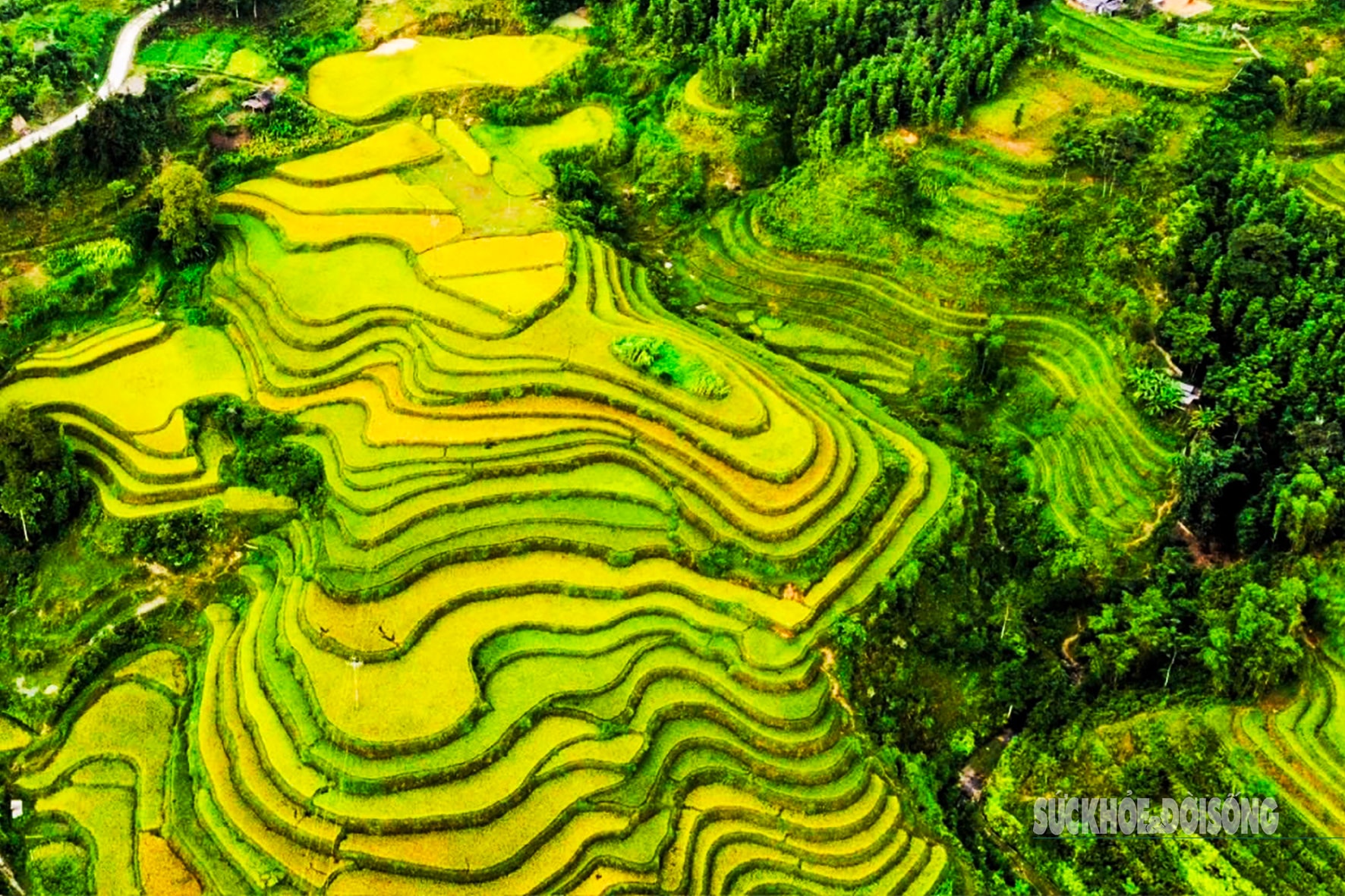 Mùa vàng Hoàng Su Phì bình yên giữa non cao Tây Côn Lĩnh- Ảnh 1.