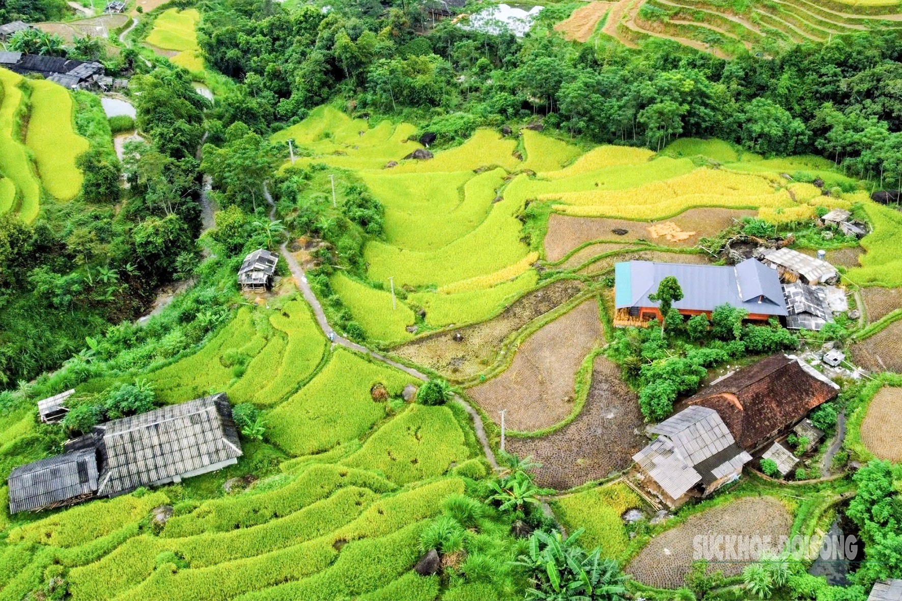 Mùa vàng Hoàng Su Phì bình yên giữa non cao Tây Côn Lĩnh- Ảnh 5.