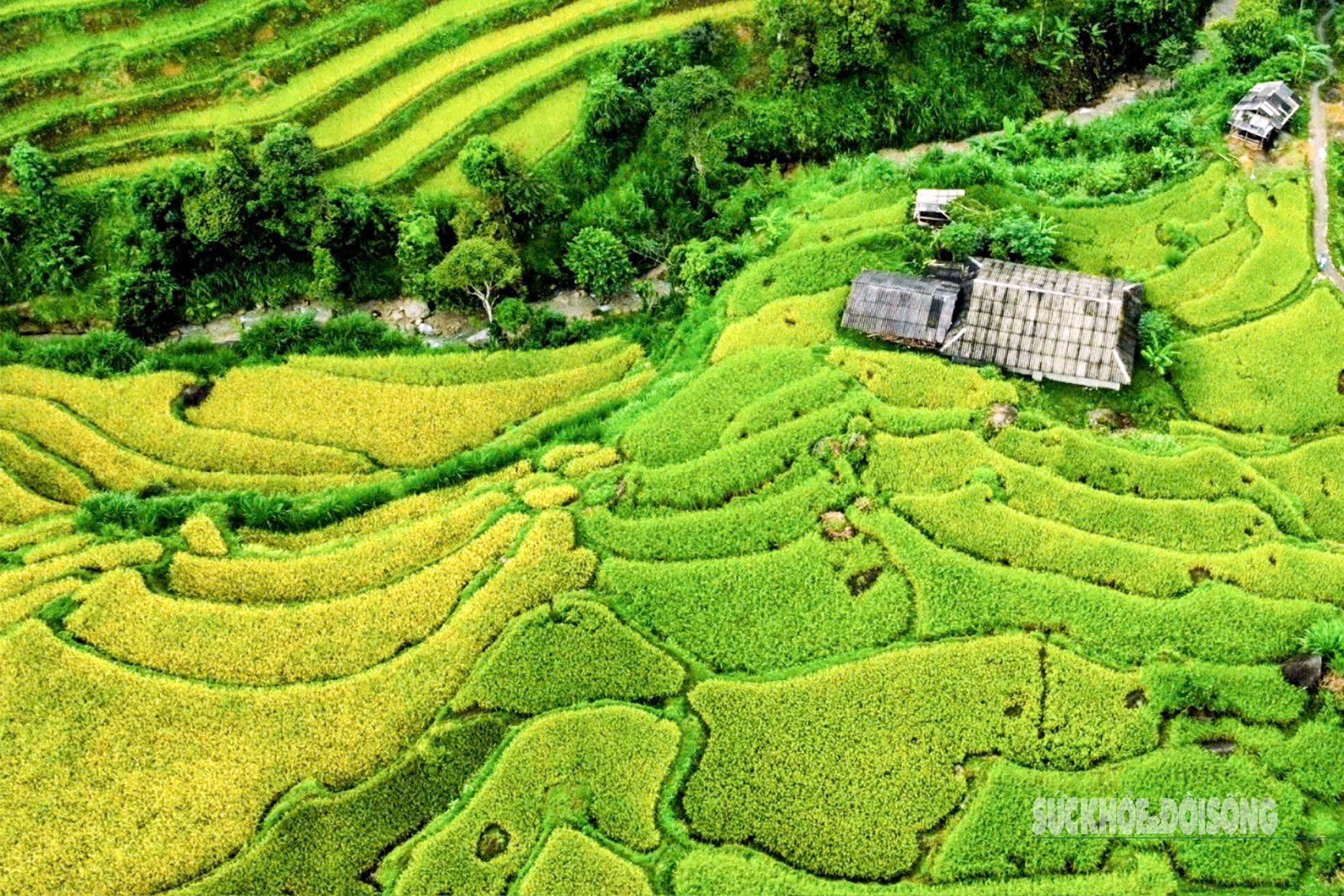Mùa vàng Hoàng Su Phì bình yên giữa non cao Tây Côn Lĩnh- Ảnh 9.