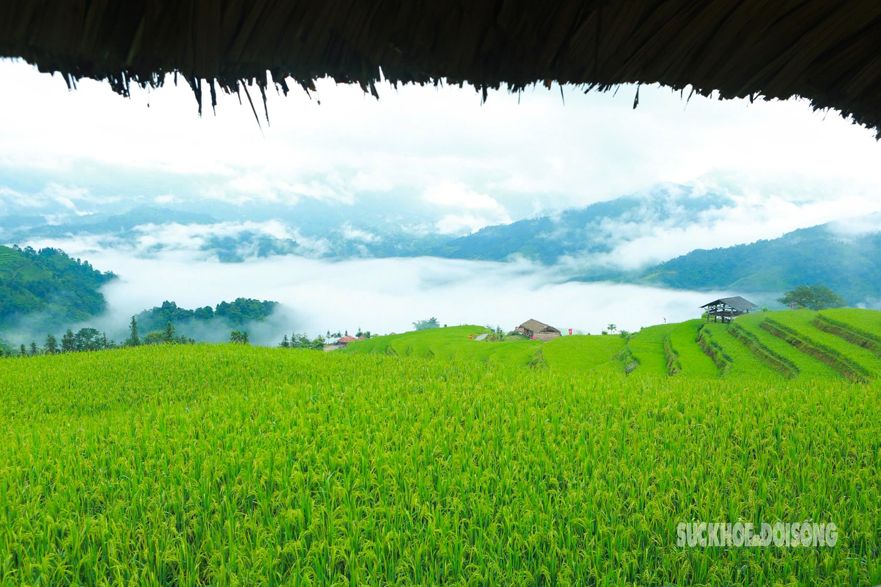 Mùa vàng Hoàng Su Phì bình yên giữa non cao Tây Côn Lĩnh- Ảnh 8.