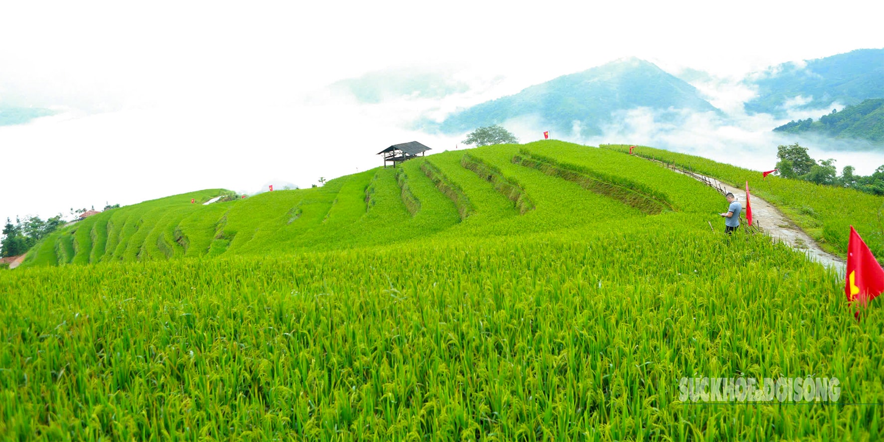 Mùa vàng Hoàng Su Phì bình yên giữa non cao Tây Côn Lĩnh- Ảnh 7.
