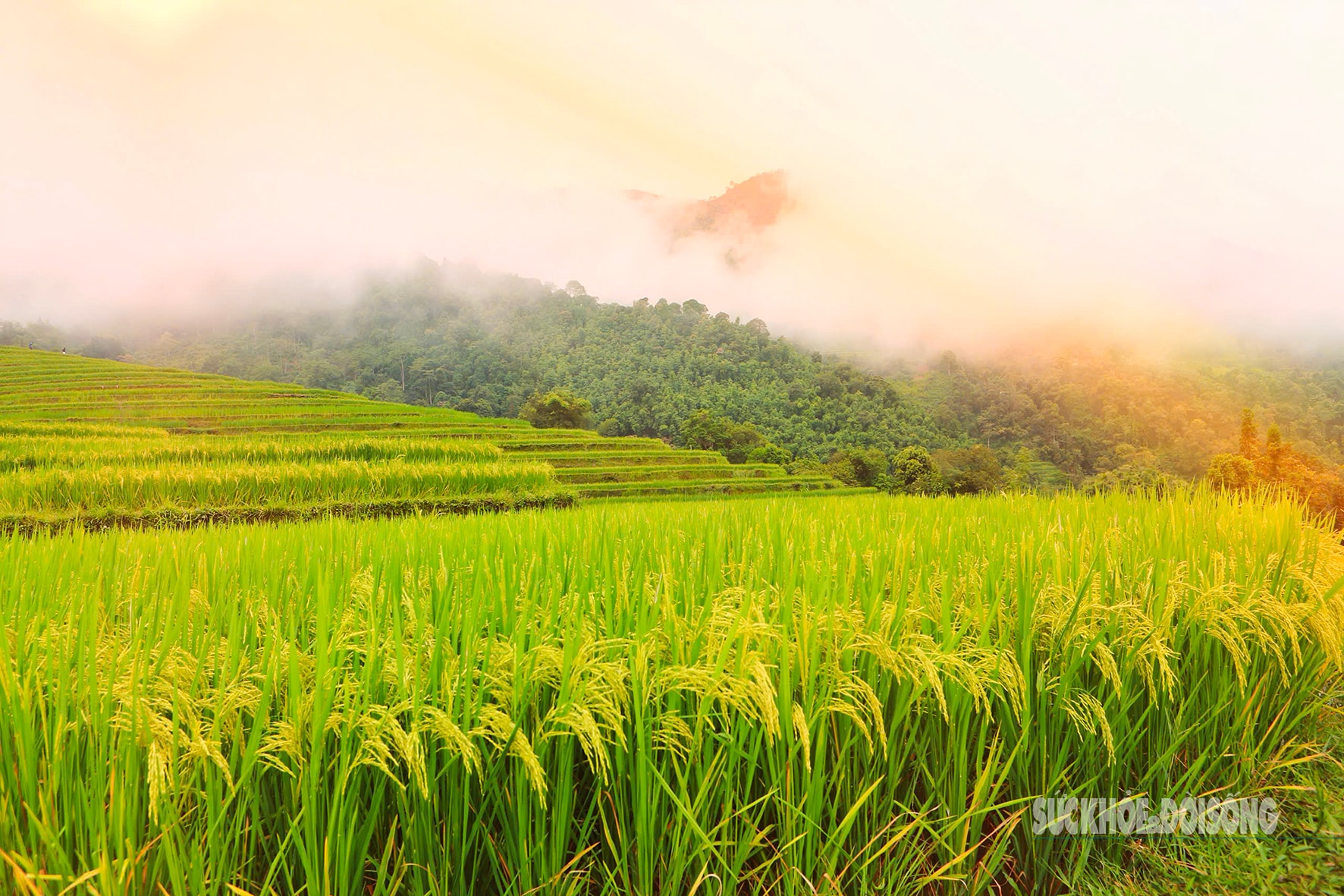 Mùa vàng Hoàng Su Phì bình yên giữa non cao Tây Côn Lĩnh- Ảnh 3.