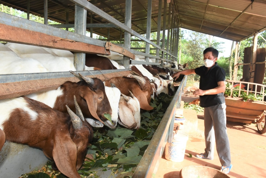 Nhiều mô hình thoát nghèo bền vững ở Quảng Trị - 1