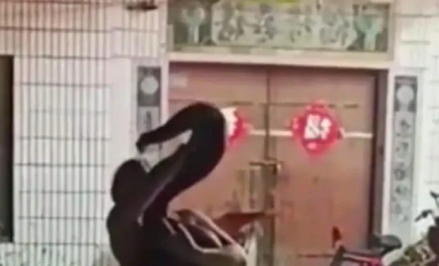 Đi dự đám cưới, cô gái trẻ bị con trăn "khủng" cắn vào mặt và cái kết bất ngờ - Ảnh 1.