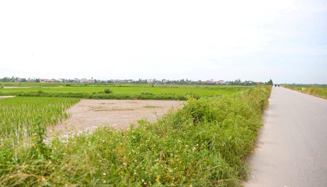 Giao hơn 30ha đất lúa đã chuyển đổi cho Vinhomes Hải Phòng- Ảnh 1.