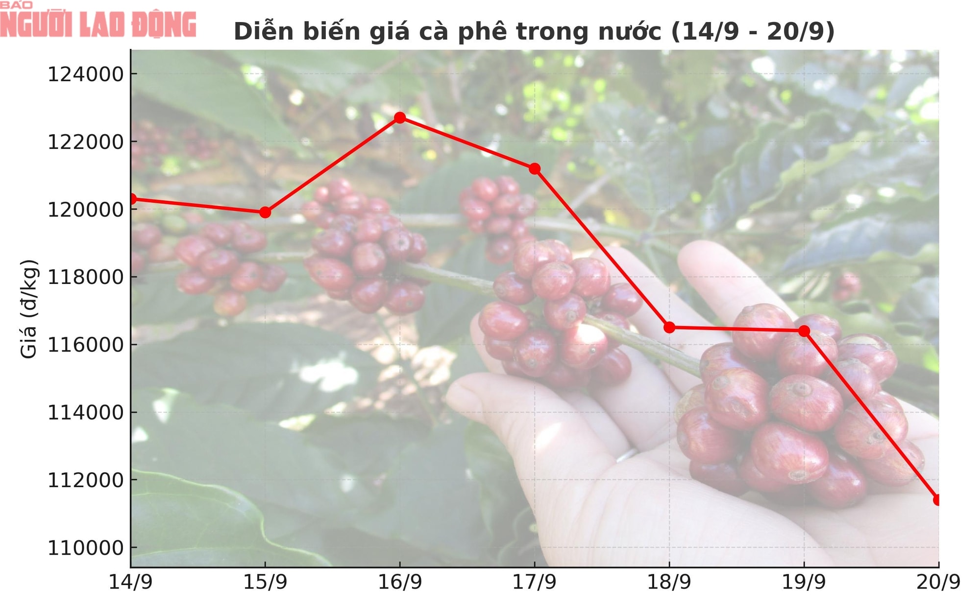 Giá cà phê hôm nay 21-9: Chạm đáy tuần, xuất khẩu cà phê sang Mỹ tăng đột biến- Ảnh 3. Giá cà phê hôm nay 21-9: Chạm đáy tuần, xuất khẩu cà phê sang Mỹ tăng đột biến- Ảnh 3.
