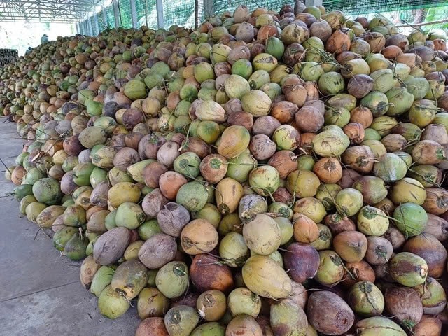 Giá dừa khô tăng kỷ lục tại Vĩnh Long và Cần Thơ - Ảnh 1.