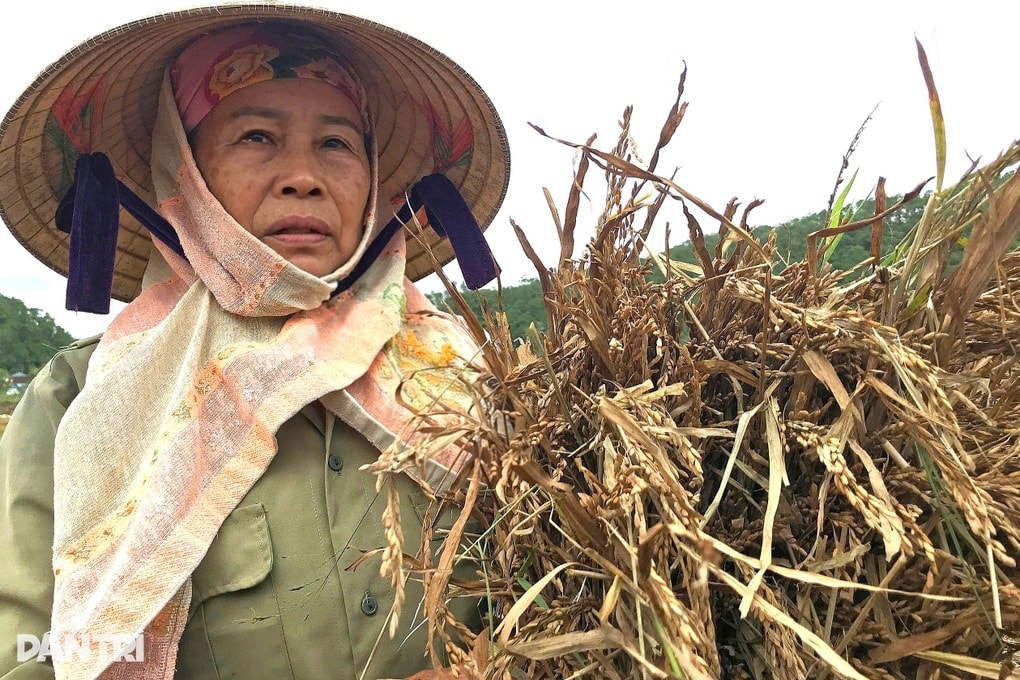 Nông dân đổ mồ hôi gieo trồng, chảy nước mắt khi thu hoạch - 2 Nông dân đổ mồ hôi gieo trồng, chảy nước mắt khi thu hoạch - 2