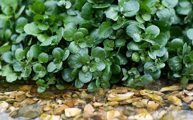 2 loại rau dễ là nơi "tổ ký sinh trùng" ẩn náu, nhất cái số 1 - Ảnh 2.