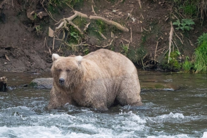 Gấu cái 128 Grazer, nhà vô địch cuộc thi gấu béo năm 2024 ở vườn quốc gia Katmai, Alaska. Ảnh: AP