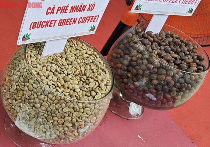 Giá cà phê hôm nay 25 - 9 - Ảnh 2. Giá cà phê hôm nay 25 - 9 - Ảnh 2.
