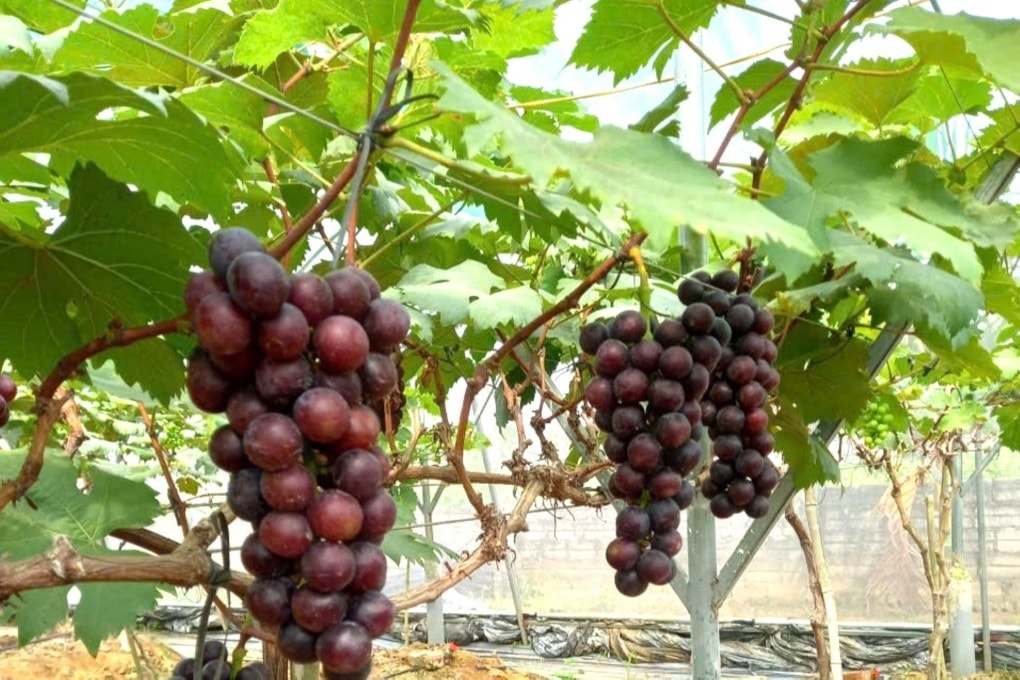 Nữ nông dân bắt đất cát pha “đẻ” ra tiền - 3
