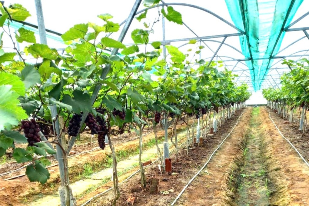 Nữ nông dân bắt đất cát pha “đẻ” ra tiền - 2