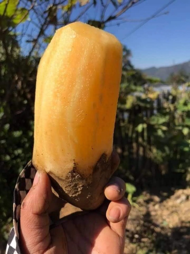 Sâm đất - Món quà từ lòng đất ăn giòn ngon lại mát, để càng lâu càng ngọt  - Ảnh 5.