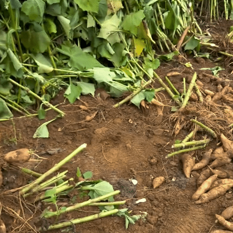 Sâm đất - Món quà từ lòng đất ăn giòn ngon lại mát, để càng lâu càng ngọt  - Ảnh 1.